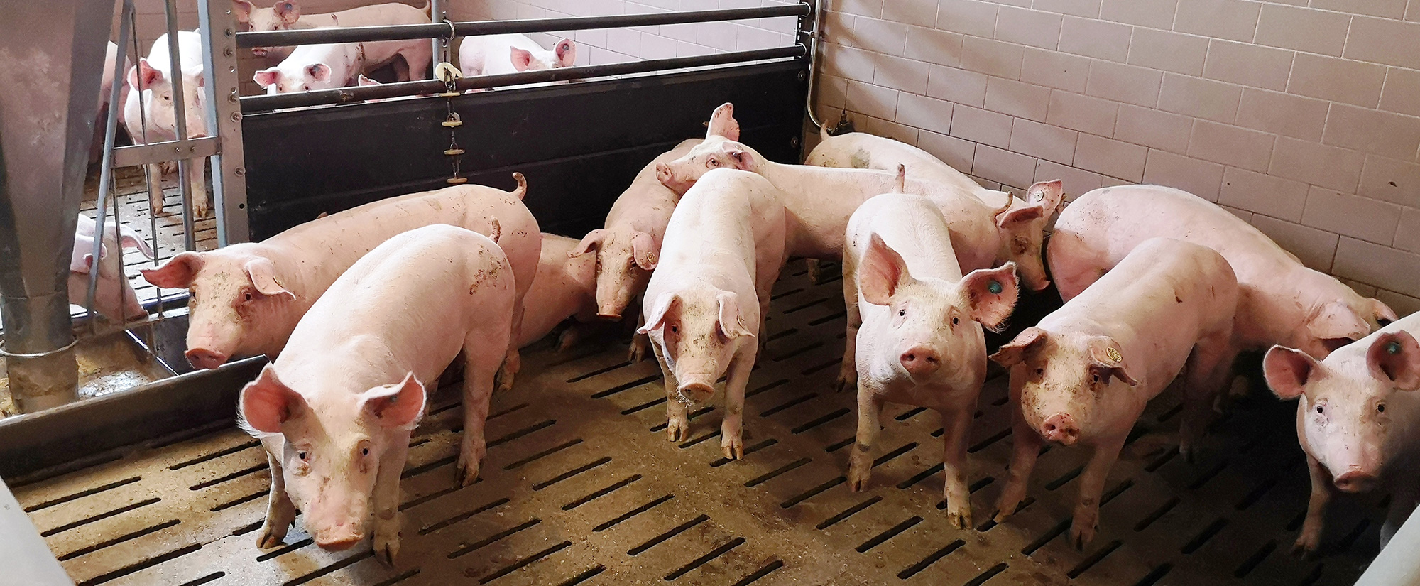 Schwein in artgerechter Haltung